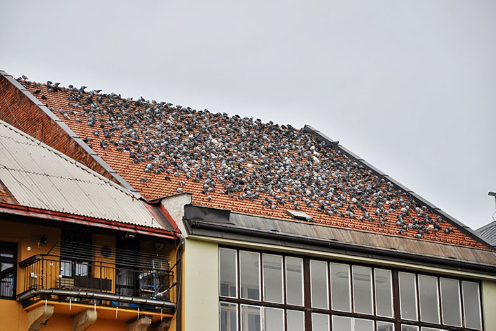A2B Pest Control are able to install spikes to deter birds from roofs in Swindon. 