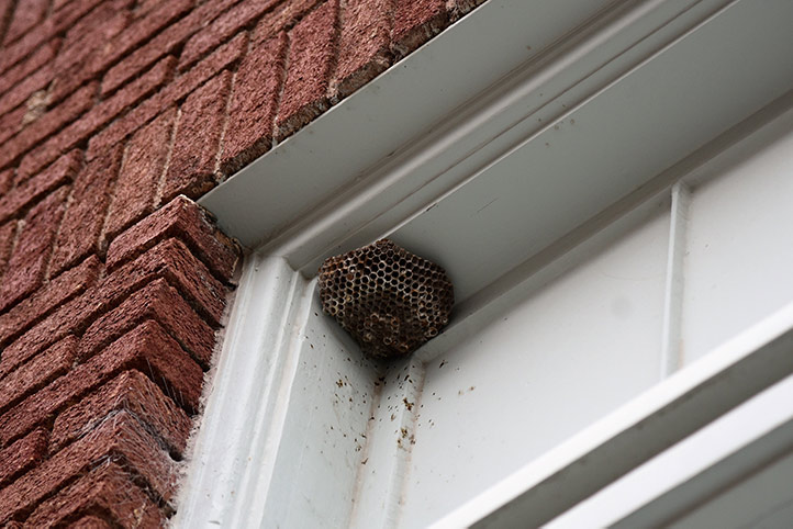We provide a wasp nest removal service for domestic and commercial properties in Swindon.